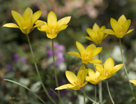 Yellow Garden Flowers 1688